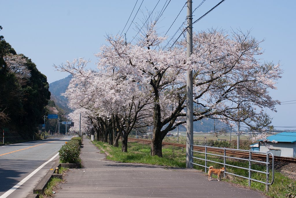 ソメイヨシノ開花!