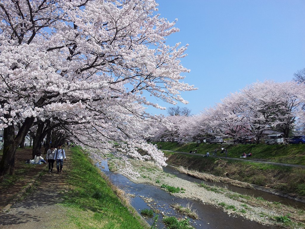 桜満開！（一昨日だけどね）