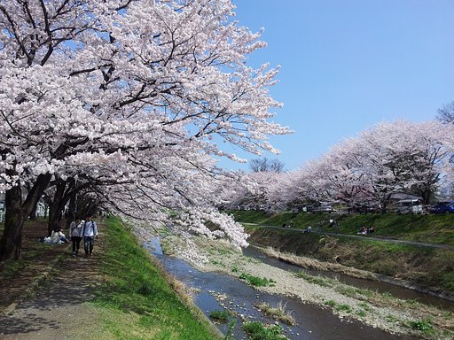 桜満開！（一昨日だけどね）