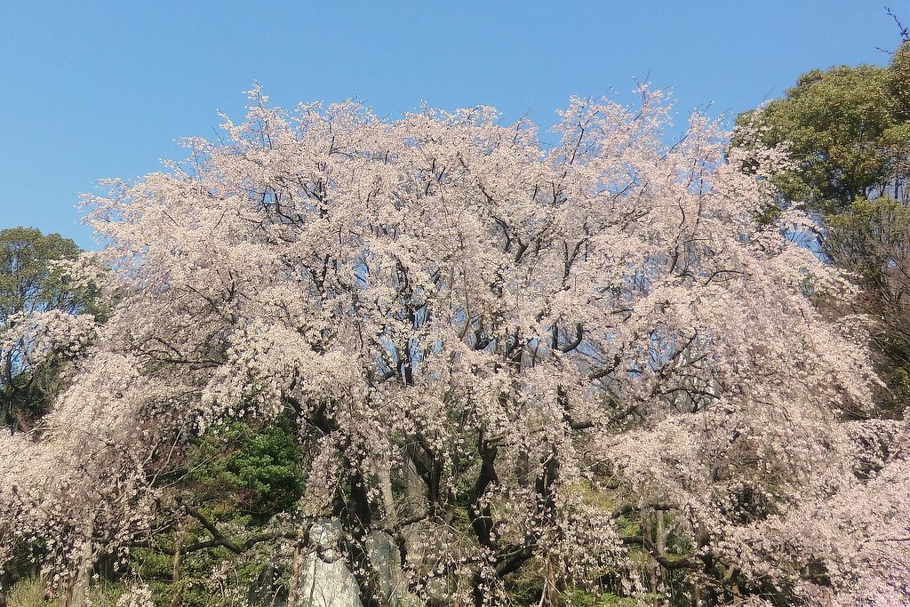 六義園枝垂れ桜