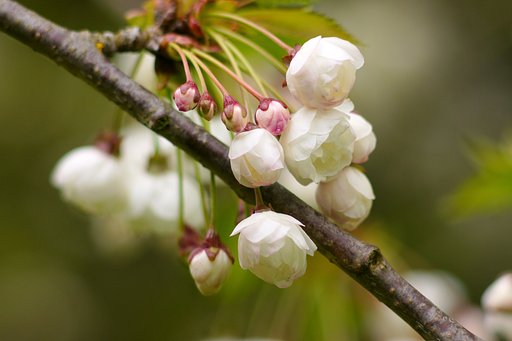 【淡彩】白八重のつぼみ