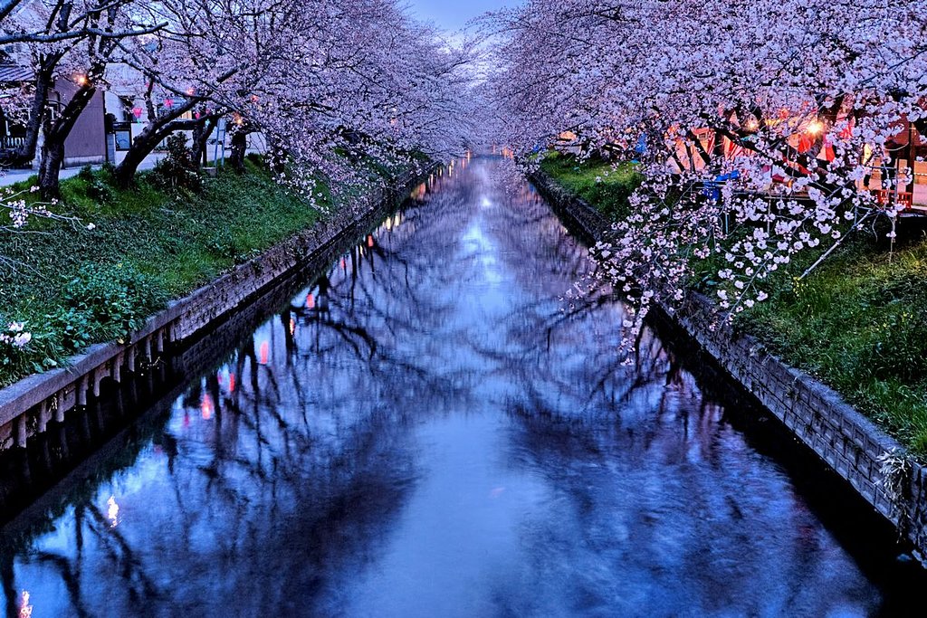 【淡彩】桜日和・夜桜編