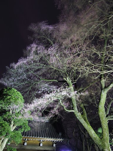 Q桜初撮り