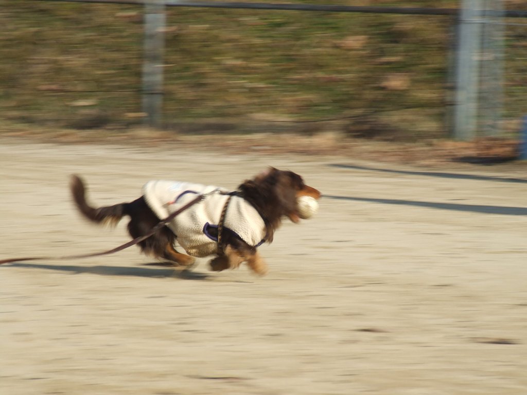 走る犬