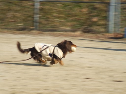 走る犬
