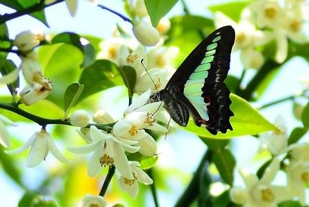 ミカンの花にアオスジアゲハ