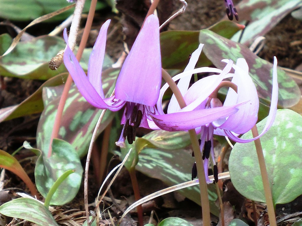カタクリの花