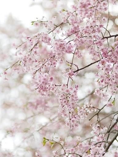 【淡彩】佐倉のしだれ桜