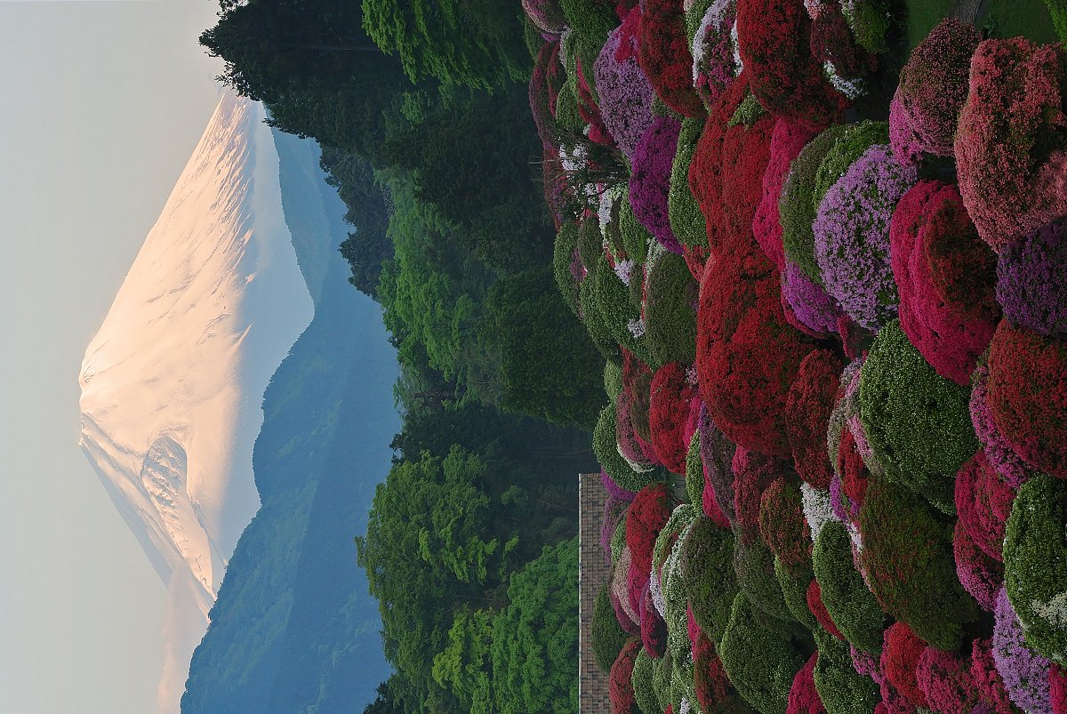 紅富士とツツジ