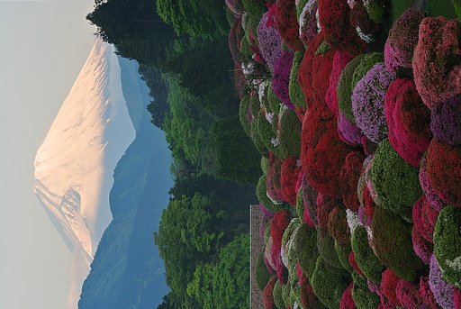 紅富士とツツジ