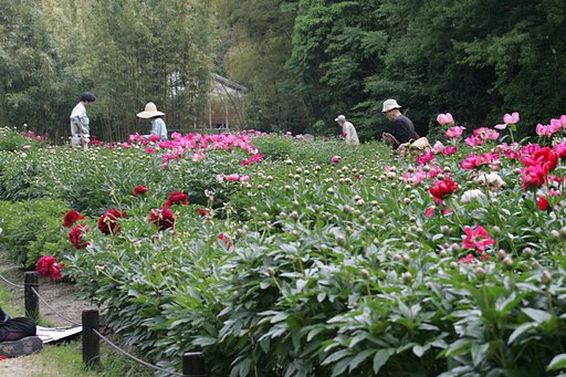 京都植物園にて
