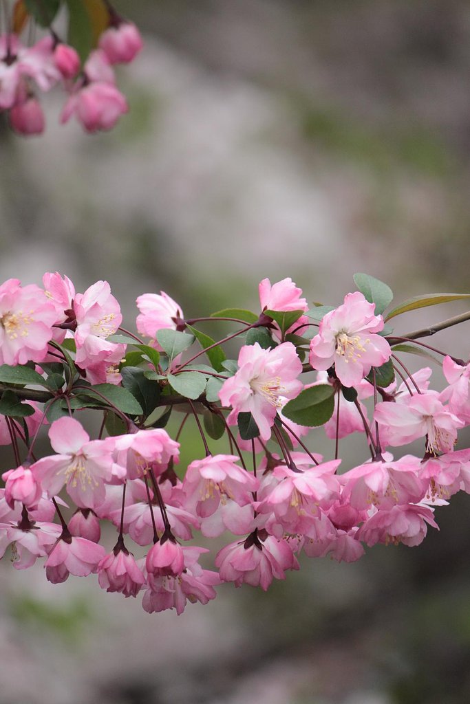 京都の桜