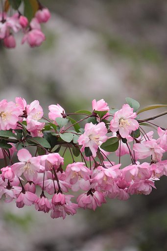京都の桜