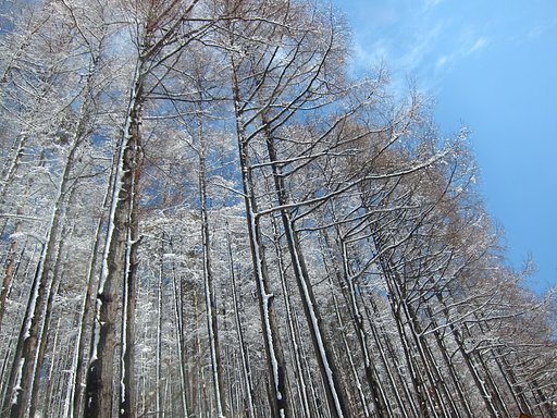 まだ雪が