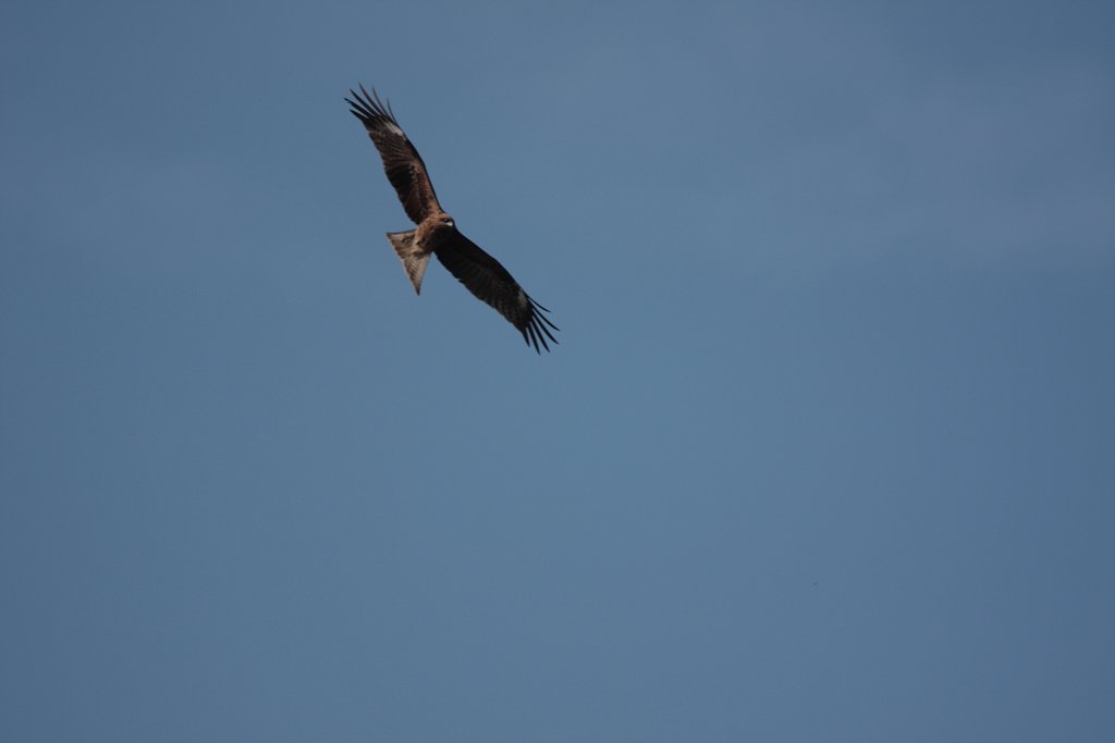 鳶？