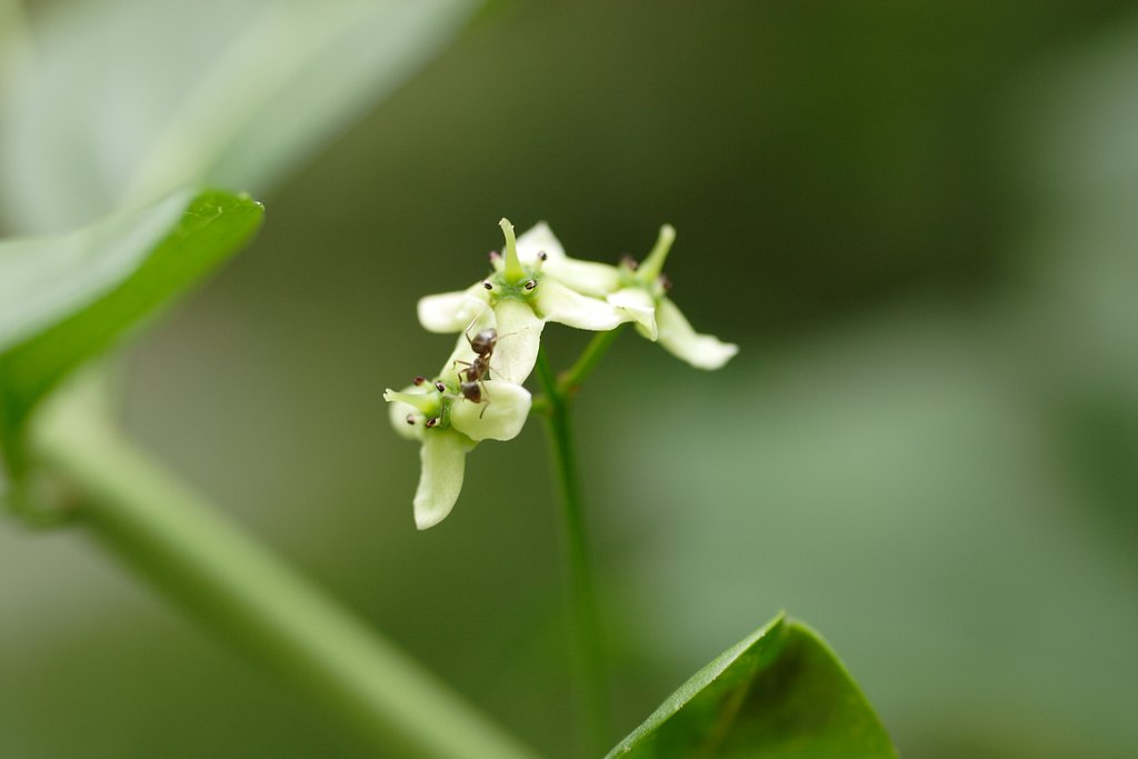 マユミの花