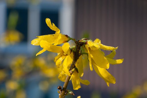 レンギョウに朝露が降りて・・