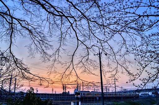 つぼみの夕暮れに