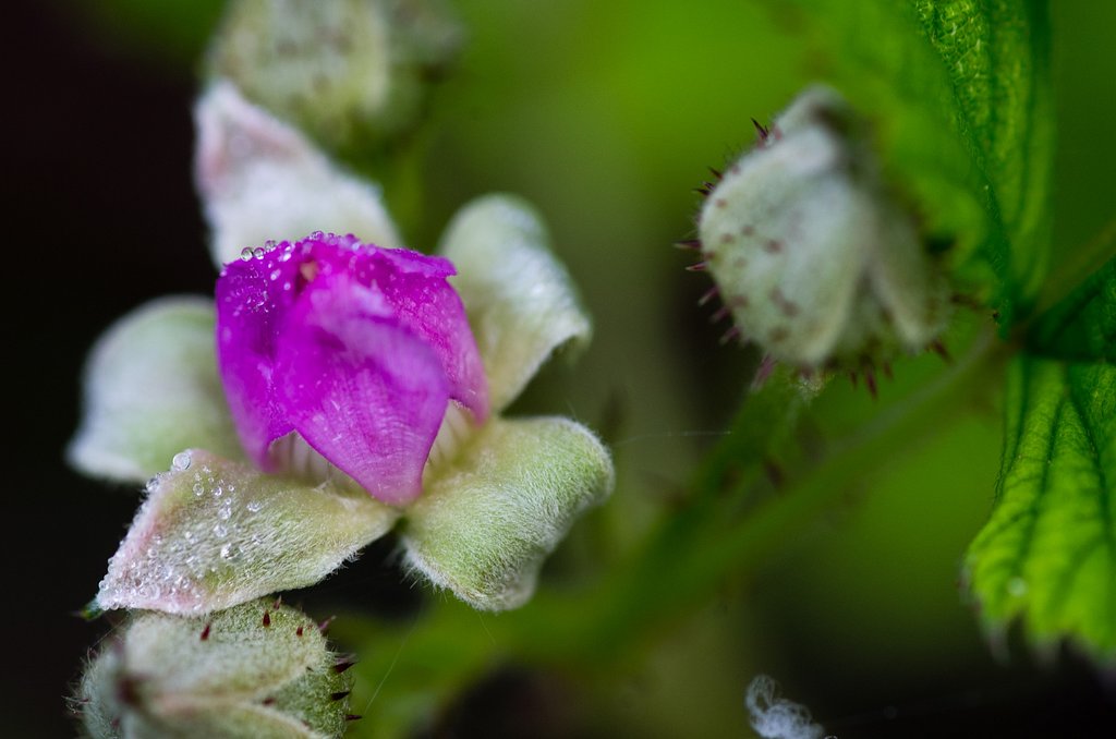 イチゴの花の朝露!