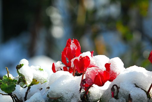 雪を頂いて
