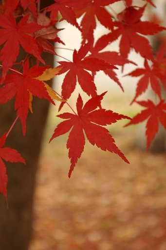 偶然見つけた小さな公園
