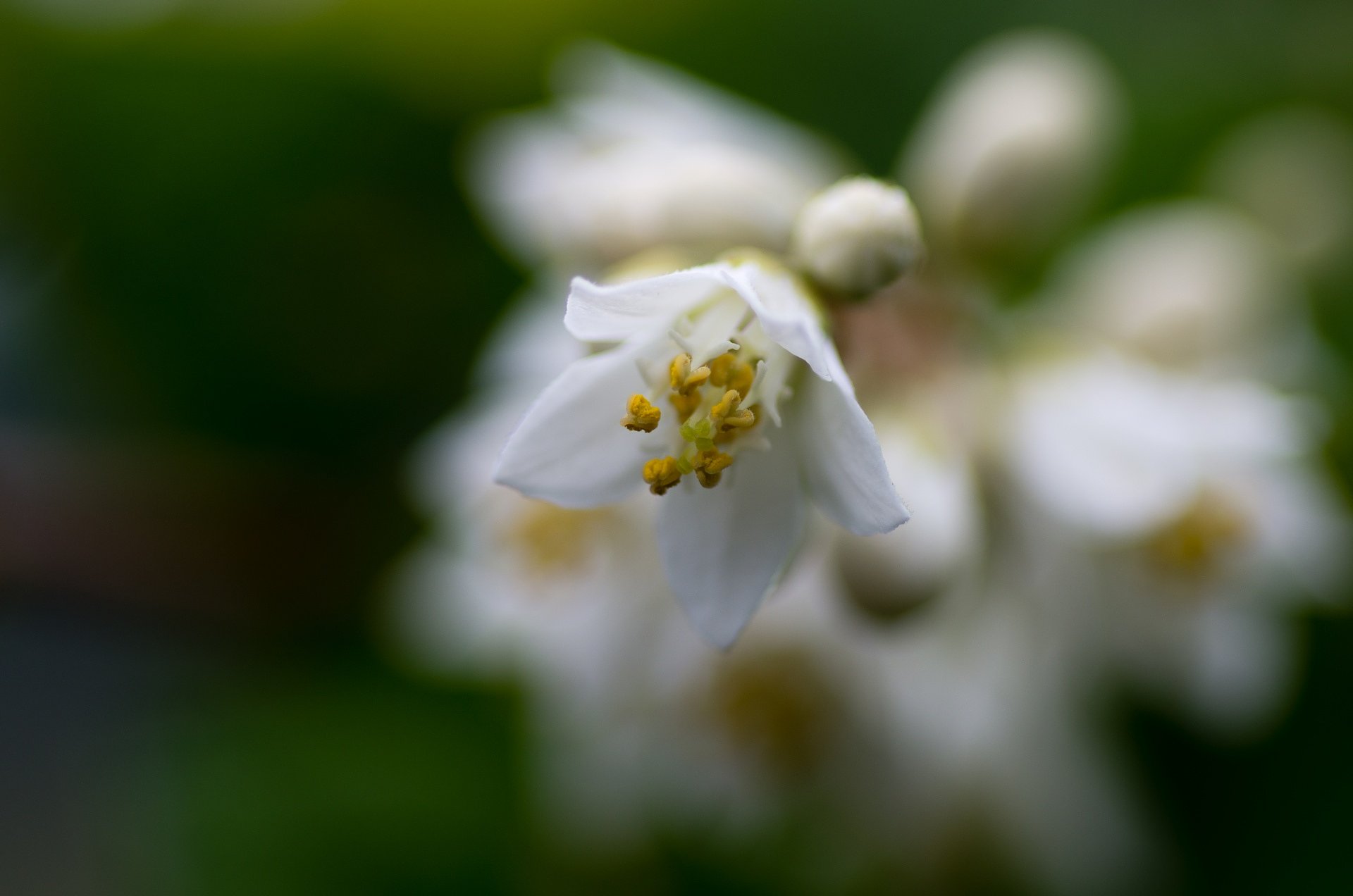 卯の花一輪。