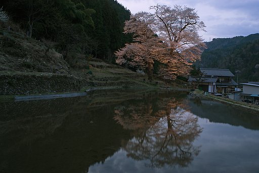 【淡彩】苗代桜満開ライトアップ2