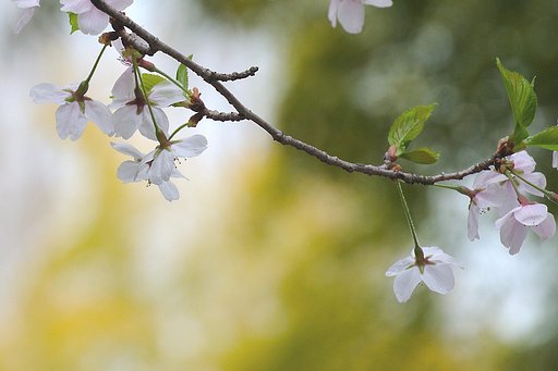 （淡彩）サクラ