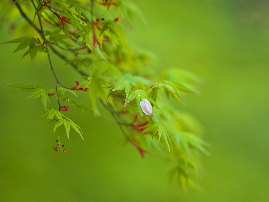 花びら