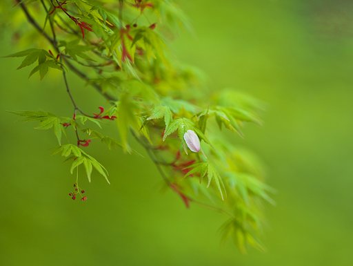 花びら