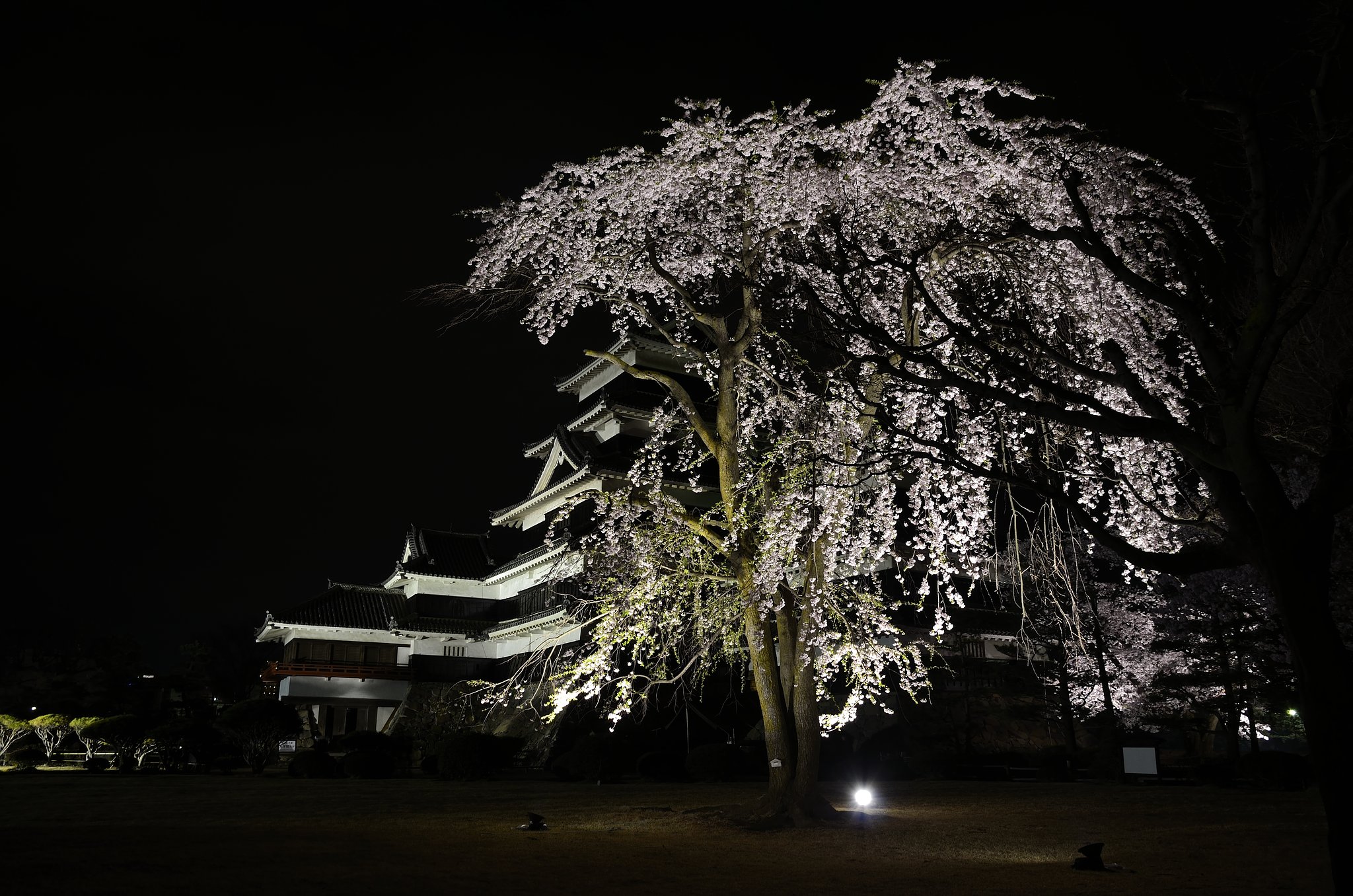 加藤清正の駒つなぎの桜