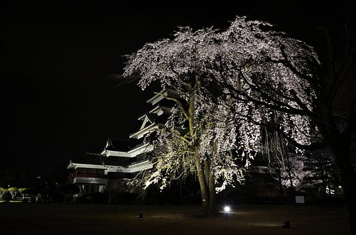 加藤清正の駒つなぎの桜