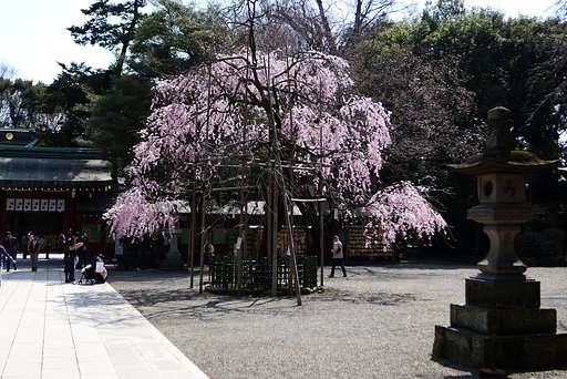 さくら咲く