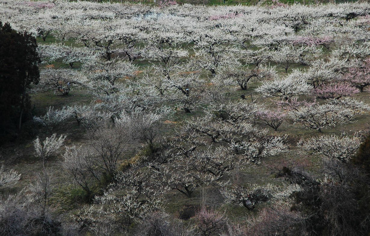 南光を浴びて