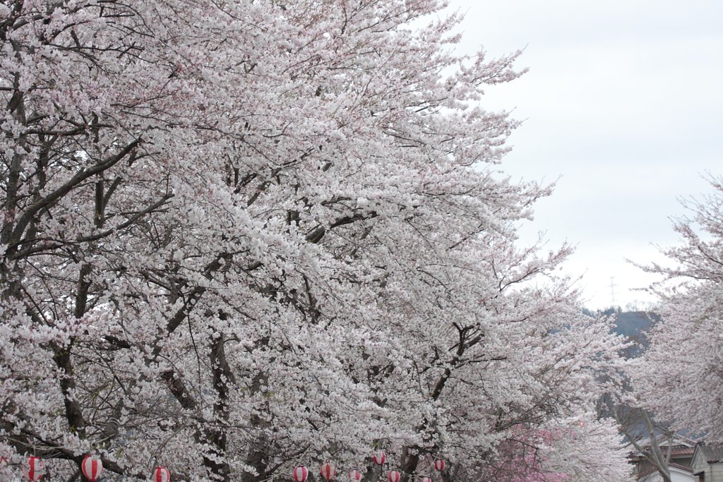 桜と提灯