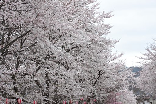 桜と提灯