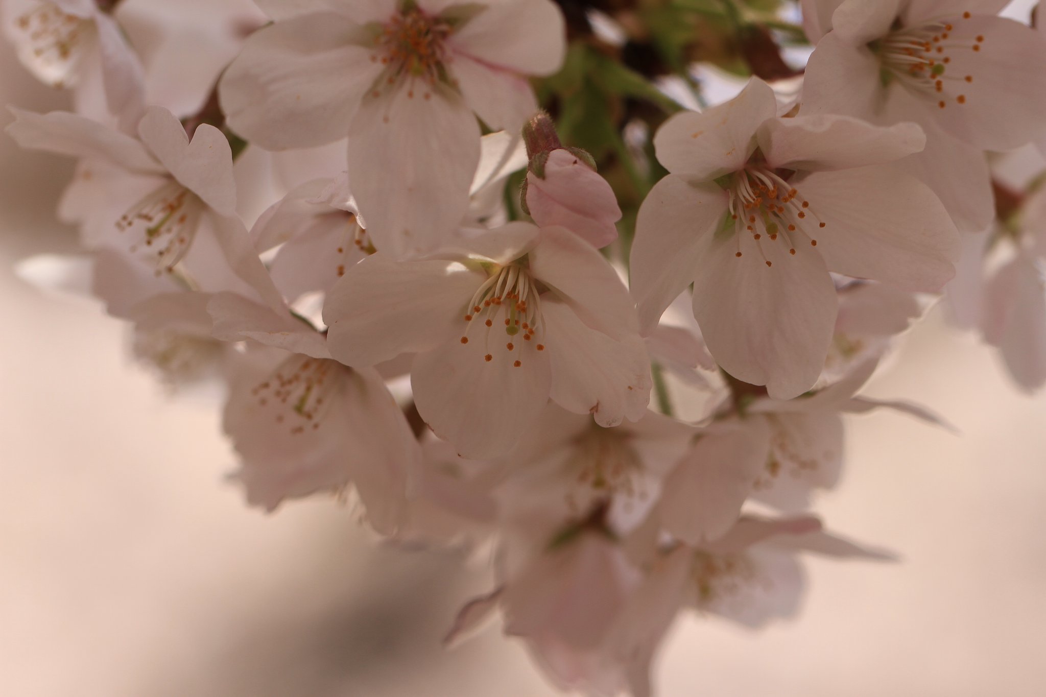 上野桜