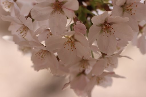 上野桜