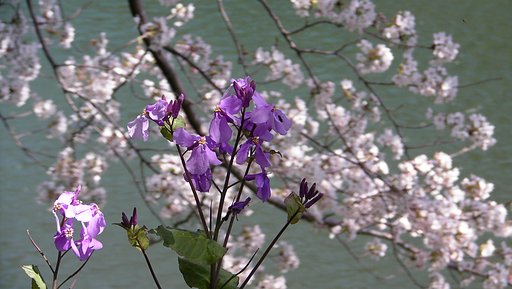 千鳥が淵にて