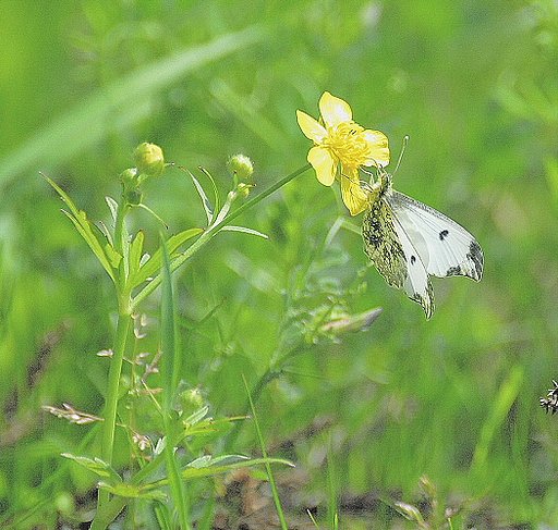ツマキチョウ♀に出逢う