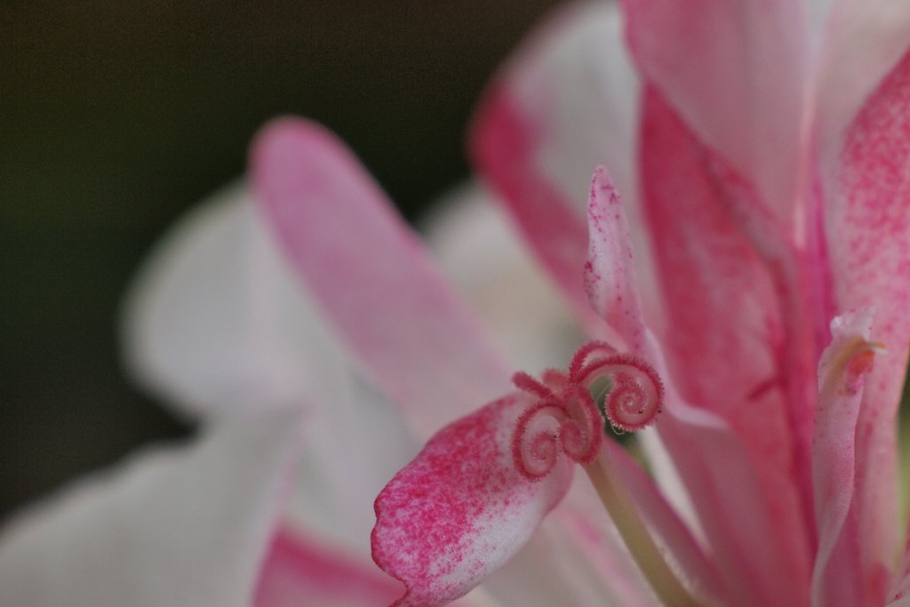 ゼラニウムの花