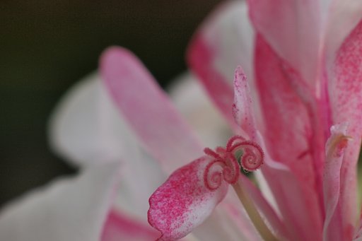 ゼラニウムの花