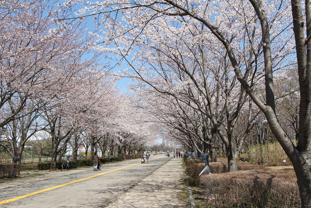 桜のある道