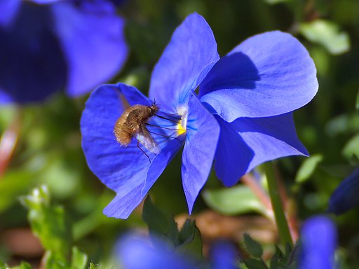 青花に魅せられて