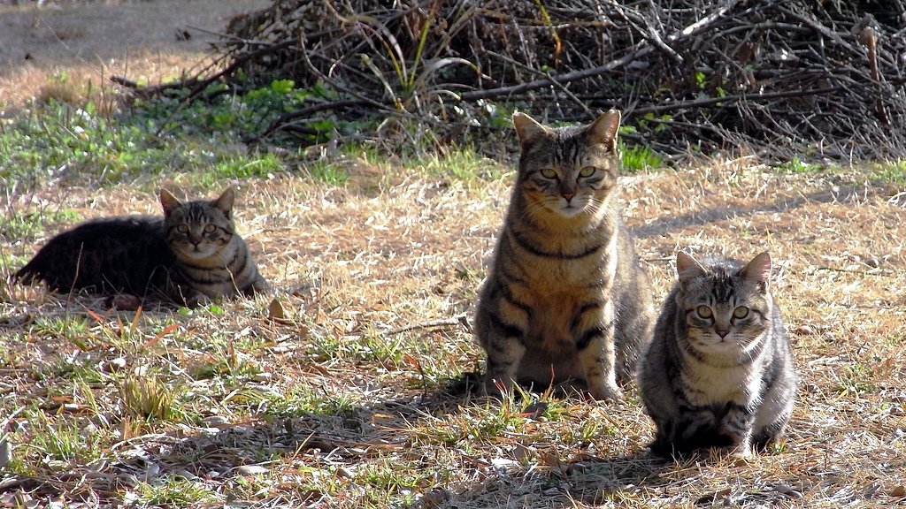 【逆光】　Trio　the Cats