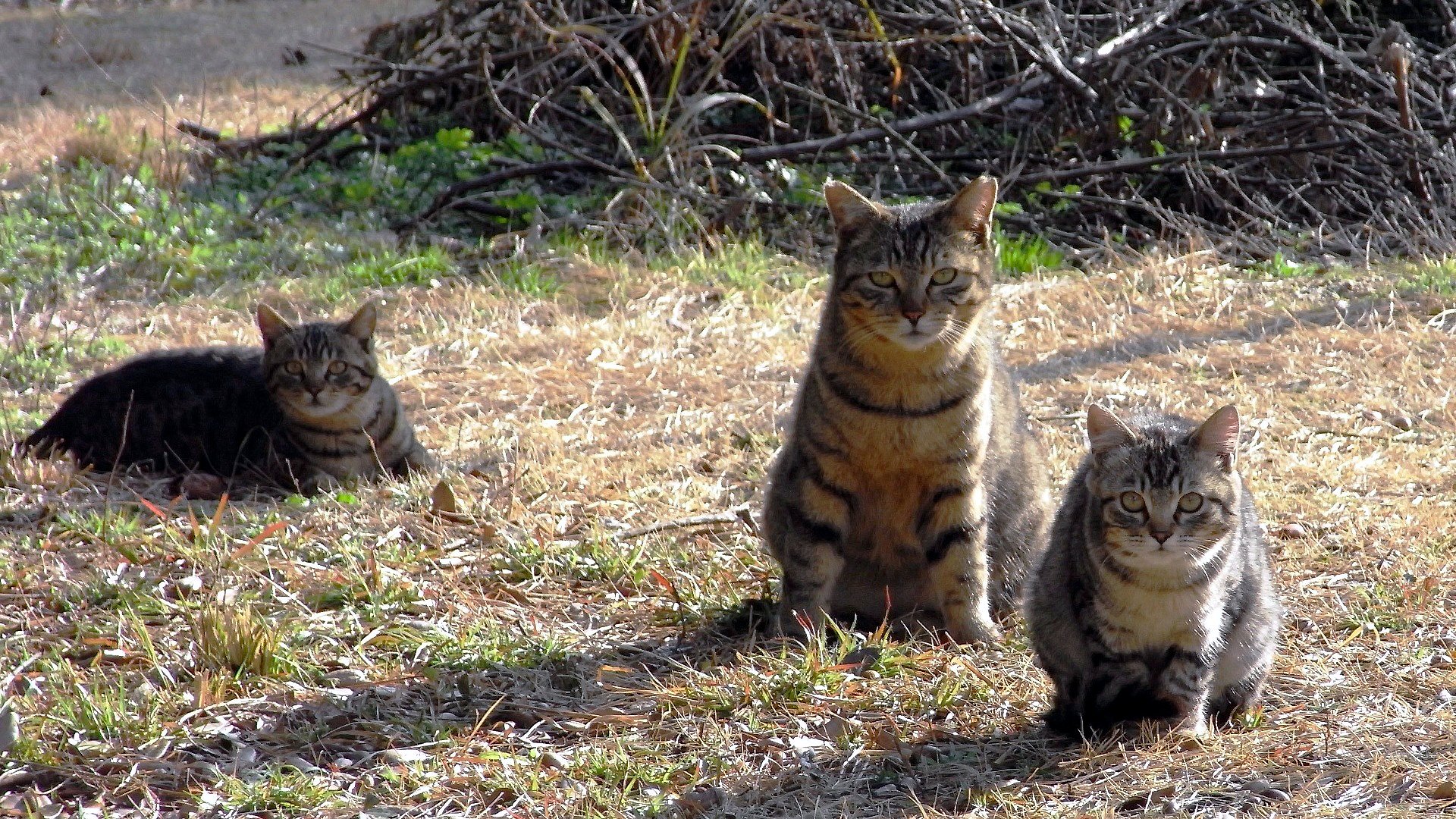 【逆光】　Trio　the Cats