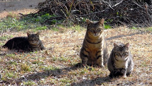 【逆光】　Trio　the Cats