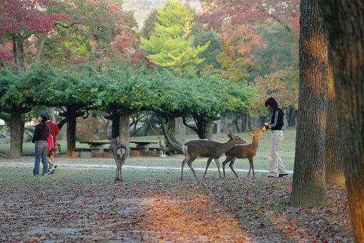 奈良公園にて