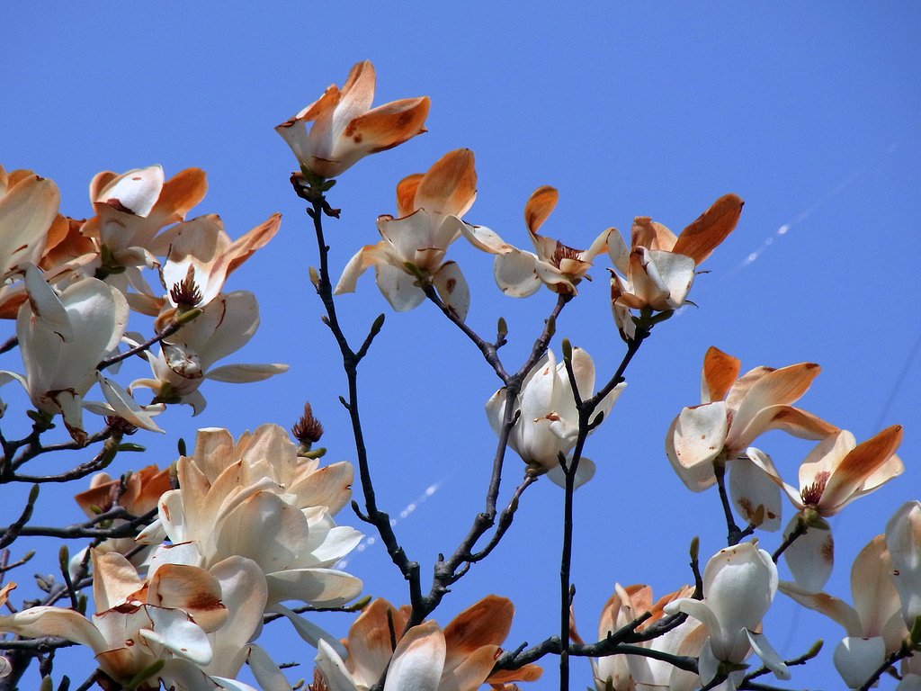 命短かし