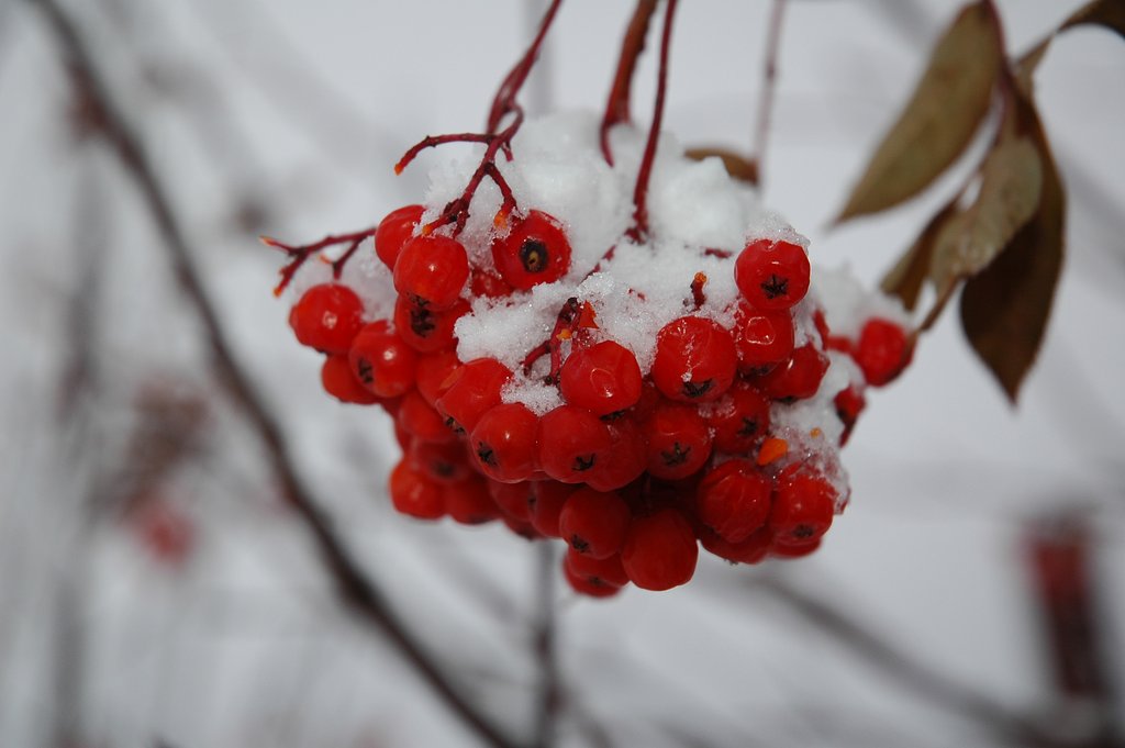 雪のななかまど